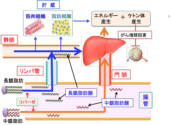 脂肪の吸収と代謝