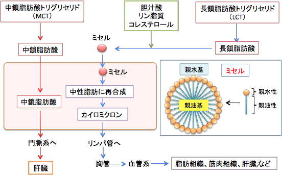 中鎖脂肪酸と長鎖脂肪酸の代謝の違い