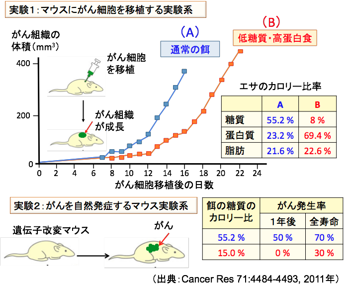 中鎖脂肪酸と長鎖脂肪酸の代謝の違い